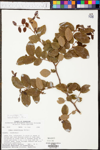 Ulmus crassifolia image