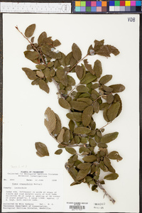 Ulmus crassifolia image