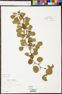 Crataegus flava image