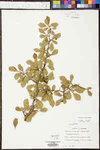 Crataegus flava image