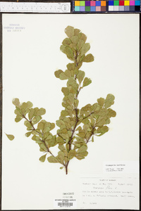 Crataegus flava image