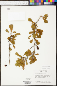 Crataegus flava image