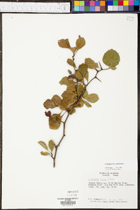 Crataegus flava image