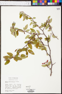 Malus angustifolia image