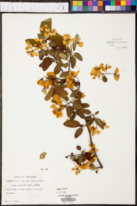 Malus angustifolia image