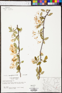 Malus angustifolia image