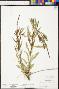 Verbena simplex image