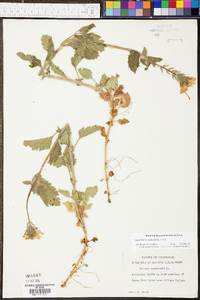 Verbena canadensis image