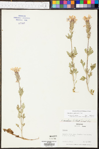 Verbena canadensis image