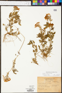 Verbena canadensis image