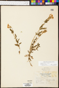 Verbena canadensis image