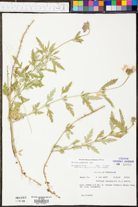 Verbena canadensis image