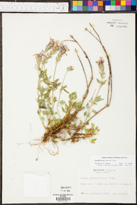 Verbena canadensis image