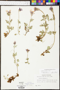 Verbena canadensis image