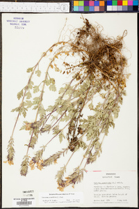 Verbena canadensis image