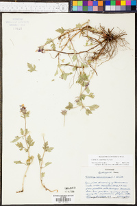 Verbena canadensis image