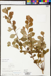 Crataegus uniflora image