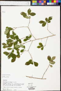 Crataegus uniflora image