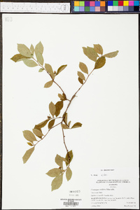 Crataegus uniflora image