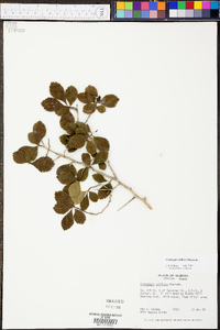 Crataegus uniflora image