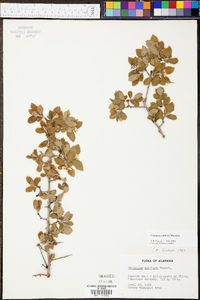 Crataegus uniflora image