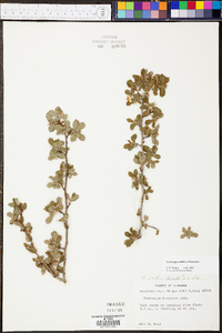 Crataegus uniflora image