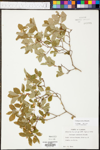 Crataegus uniflora image