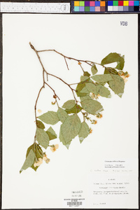 Crataegus triflora image