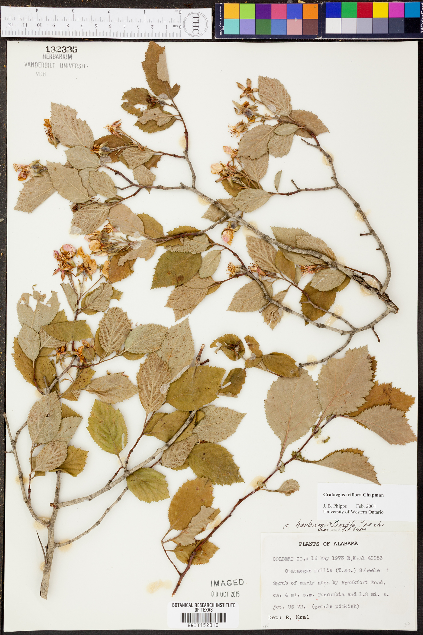 Crataegus triflora image