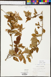 Crataegus viridis image