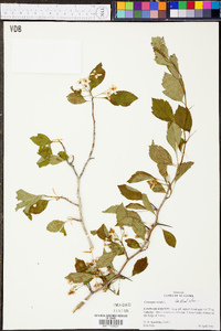 Crataegus viridis image