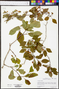 Crataegus viridis image