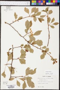 Crataegus viridis image