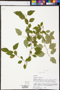 Crataegus viridis image