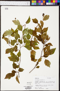 Crataegus viridis image