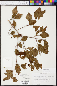 Crataegus viridis image