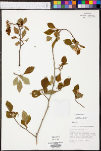 Crataegus viridis image