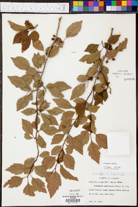 Crataegus viridis image