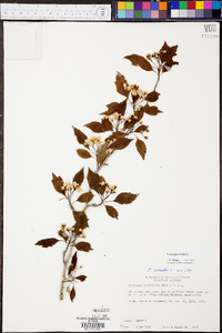Crataegus viridis image