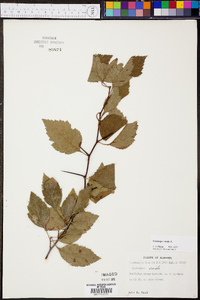 Crataegus viridis image