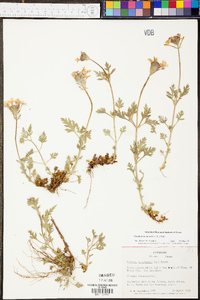 Verbena canadensis image