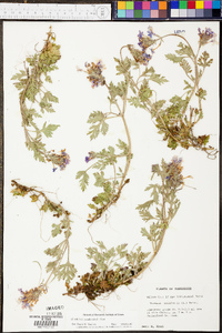 Verbena canadensis image