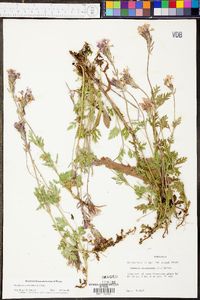 Verbena canadensis image