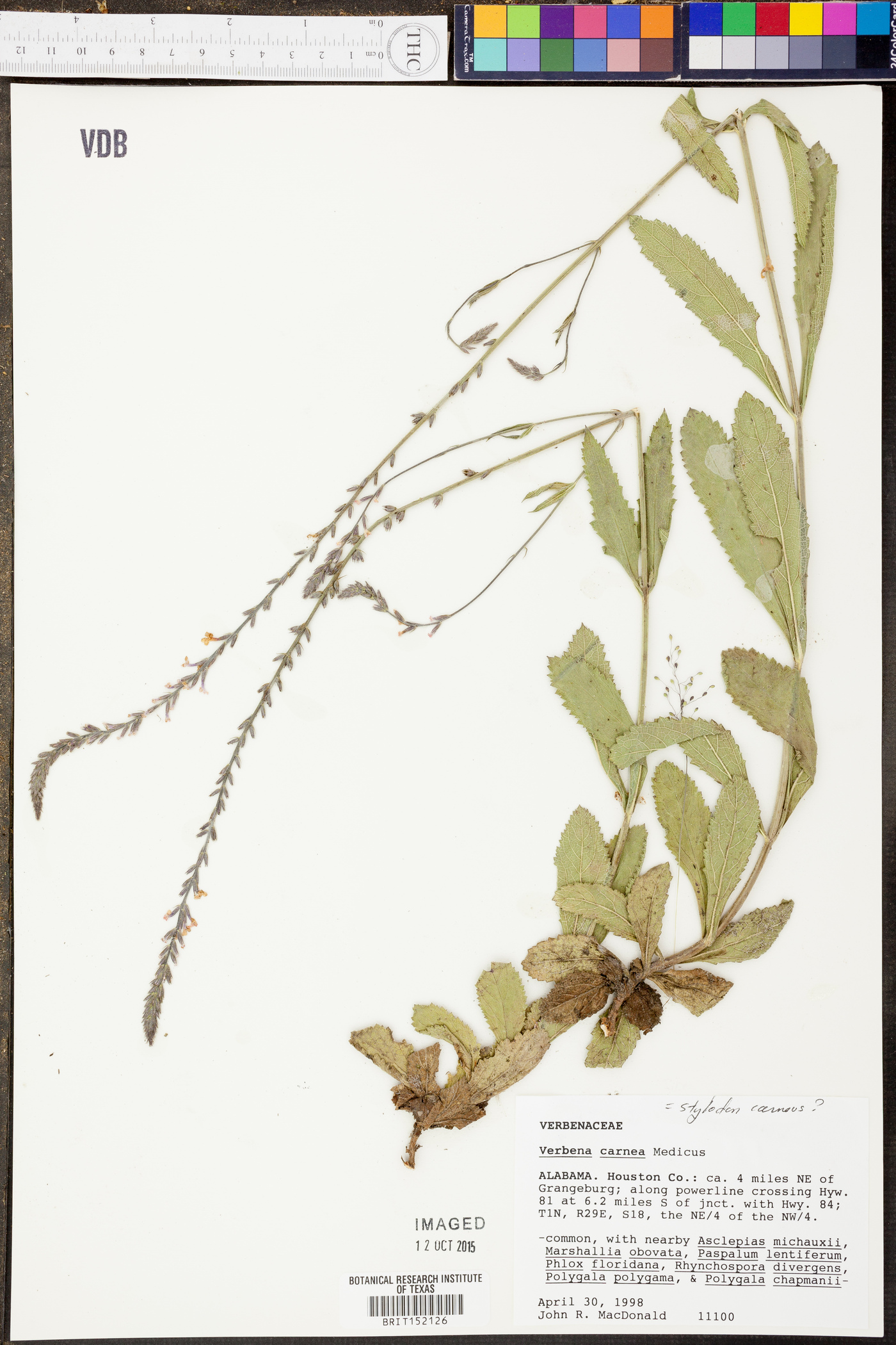 Verbena carnea image