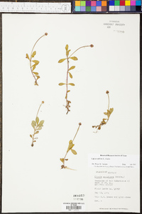 Phyla nodiflora image