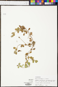 Phyla nodiflora image