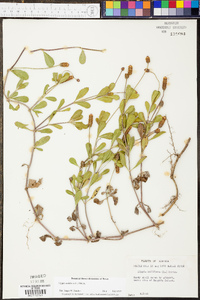 Phyla nodiflora image