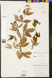 Gillenia trifoliata image