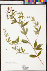 Gillenia trifoliata image