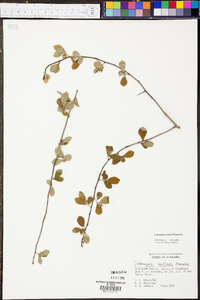 Crataegus uniflora image